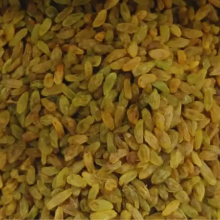 کشمش سبز قلمی