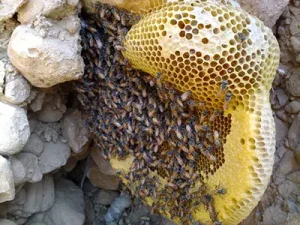عسل طبیعی کوهستان